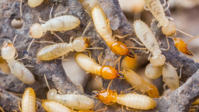 Signs of Termites in Your Yard