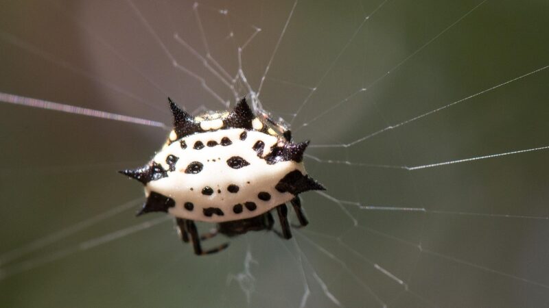 Spiny Orb-Weaver Life Cycle