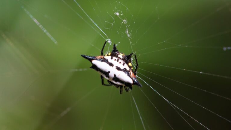 Spiny Orb Weaver Identification Habitat And Control Pestopped