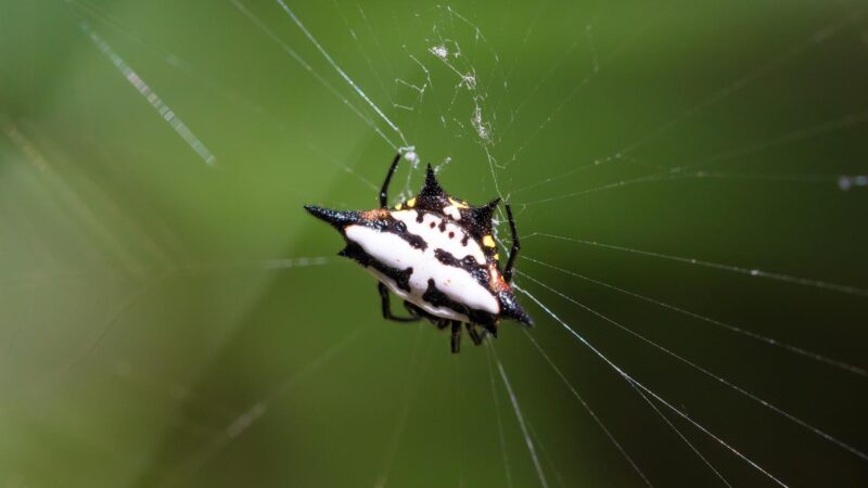 Spiny Orb-Weaver Spider Diet