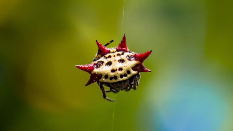 Spiny Orb-Weaver Spider Habitat