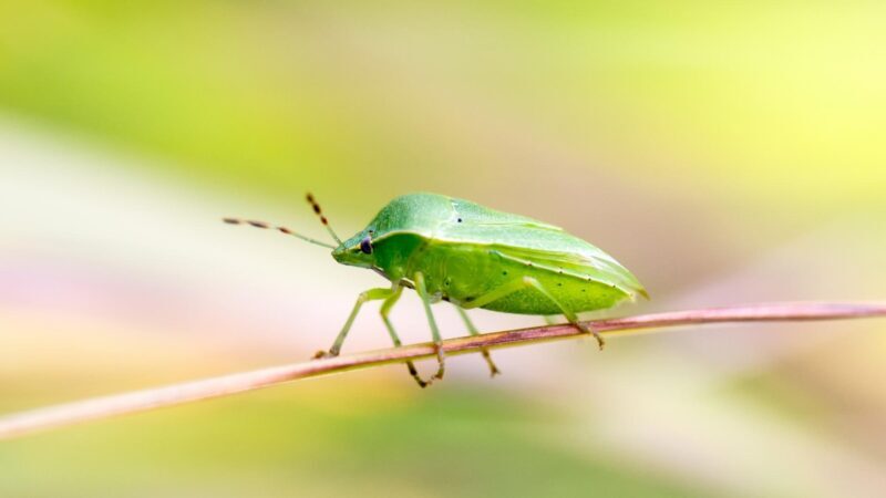 Stink Bugs