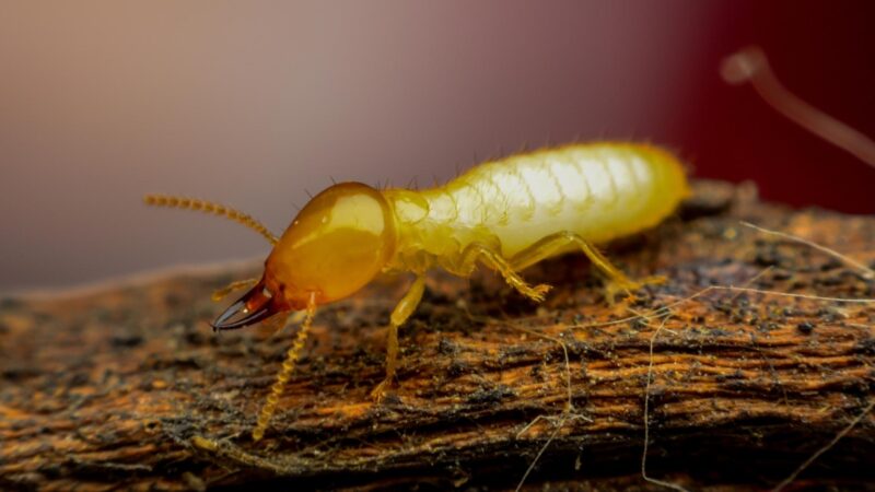 Termites