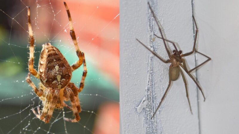 What Are the Distinct Similarities Between Wolf Spiders and Brown Recluse Spiders