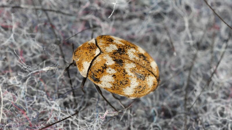 What Are the Signs of Carpet Beetles