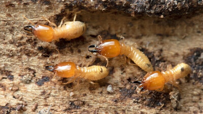 What Are the Signs of Termites in Your Home