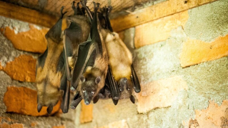 What Attracts Bats Into Your House