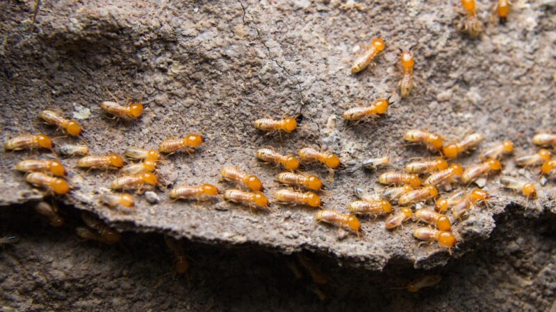 What Attracts Termites in the House