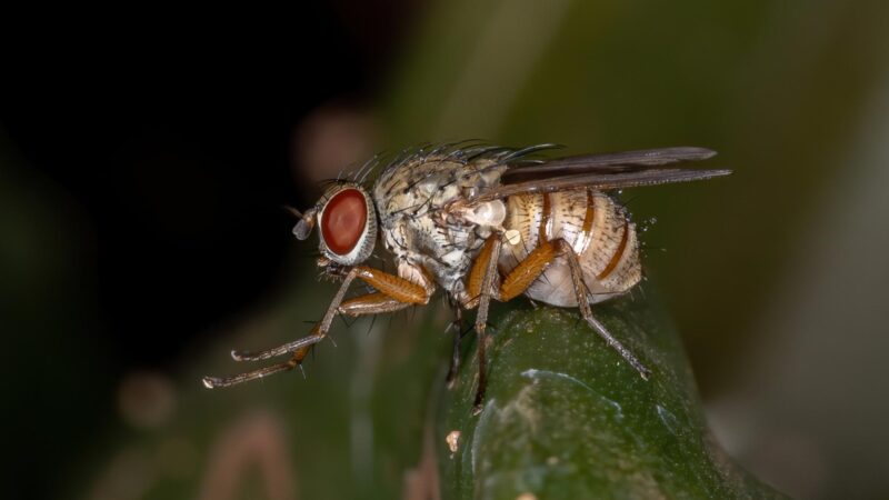 What Causes a Lot of Flies in the House