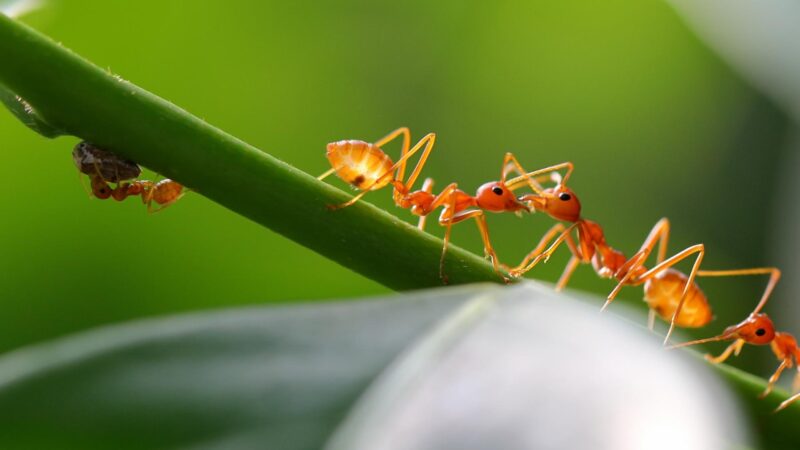 What Damage Do Citronella Ants Cause