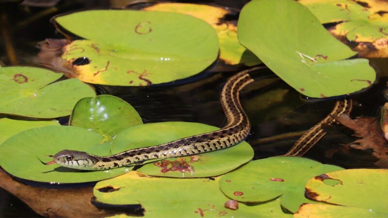 What Do Garter Snakes Eat