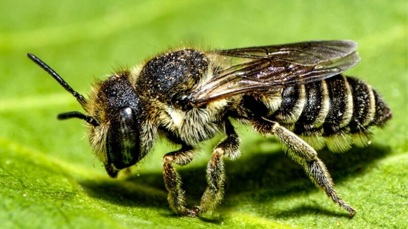 What Do Leafcutter Bees Look Like