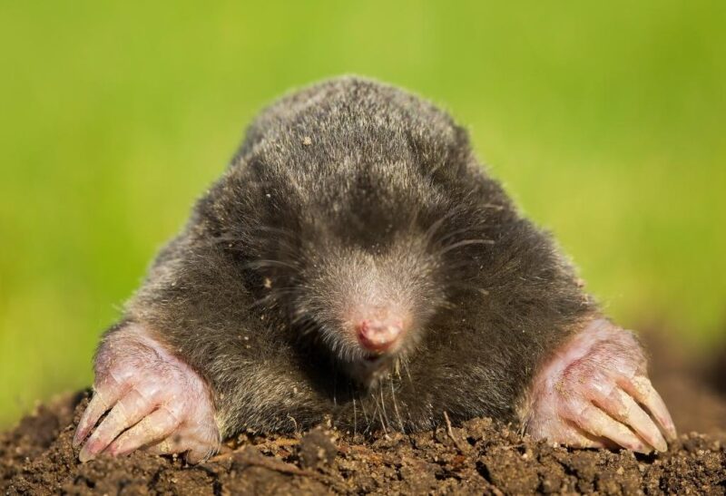 What Do Moles Like to Eat