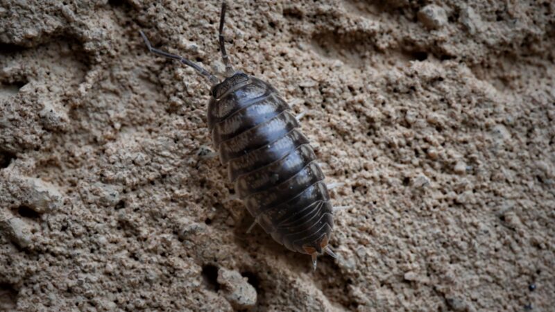 What Do Roly Poly Bugs Look Like