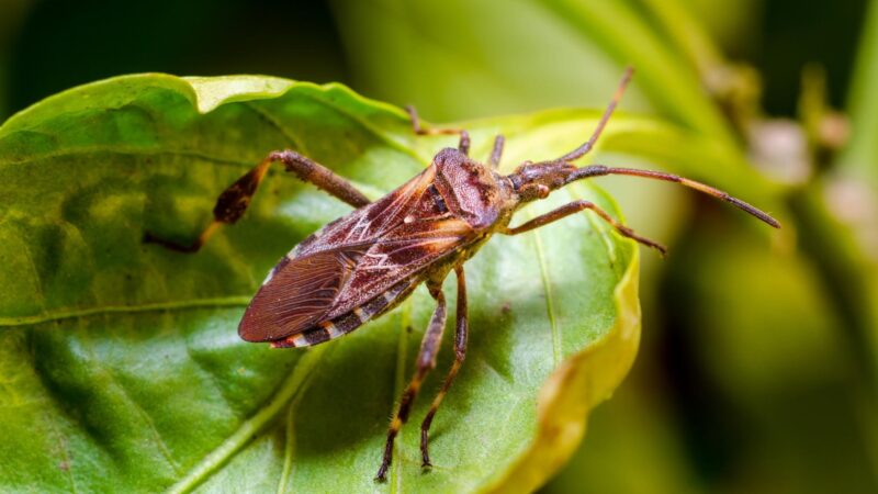 What Do Stink Bugs and Western Conifer Seed Bugs Do