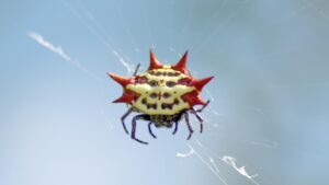 Spiny Orb-Weaver | Identification, Habitat, and Control - peSTopped