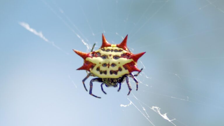 spiny-orb-weaver-identification-habitat-and-control-pestopped