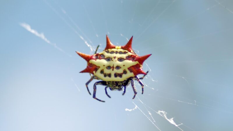 What Does Spiny Orb-Weaver Look Like