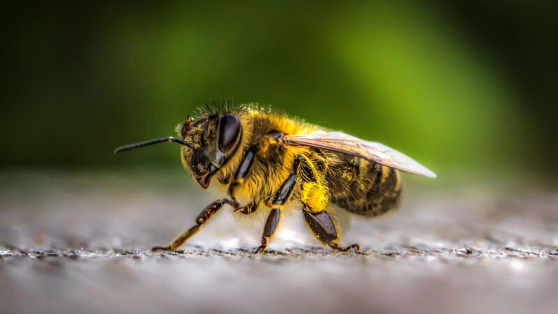 What Does a Bee’s Eye Look Like