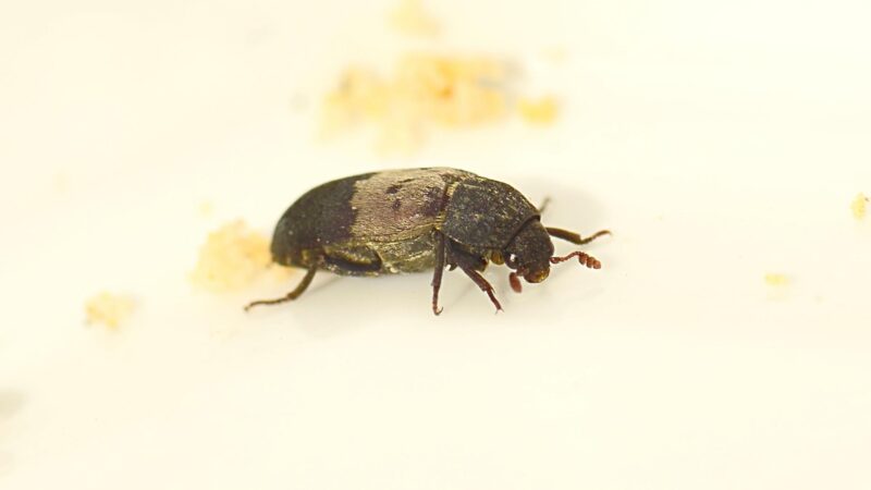 What Does a Larder Beetle Look Like