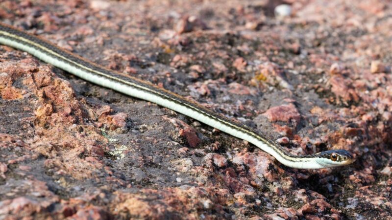 What Is a Garter Snake