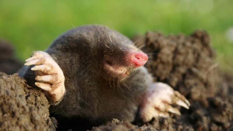 What Is a Mole