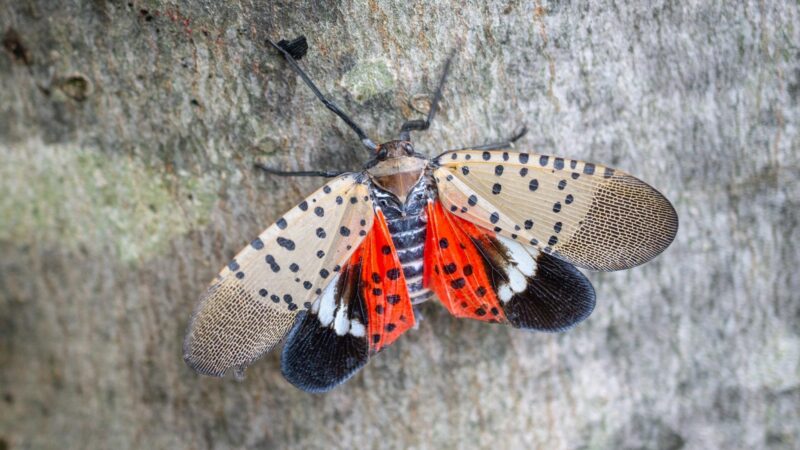 What Is a Spotted Lanternfly