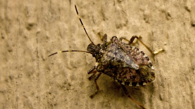 What Is a Stink Bug