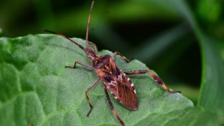 Stink Bug or Western Conifer Seed Bug | What Is in Your House? - peSTopped