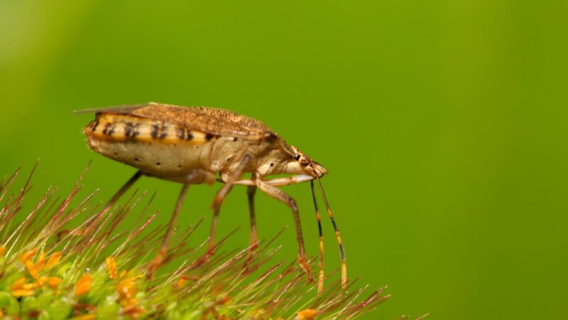 What Time of the Year Stink Bugs and Western Conifer Seed Bugs Are Active