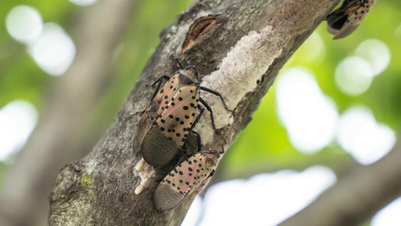 What Trees Do Lanternflies Like