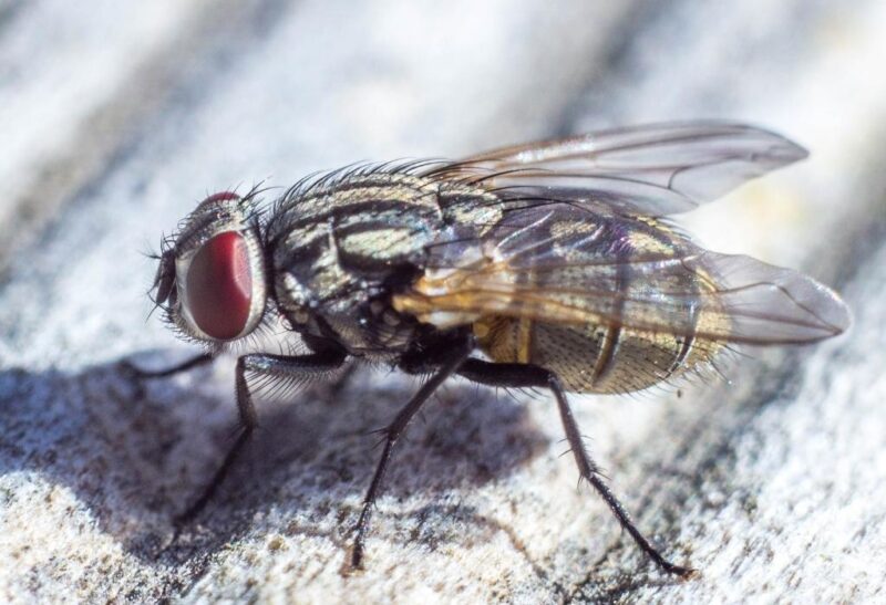 Can Flies Lay Eggs In Dog Poop