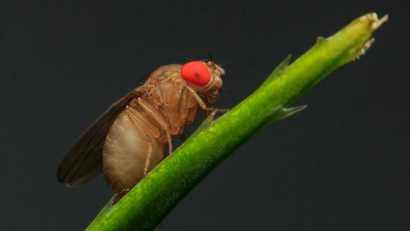 Where Do Fruit Flies Live