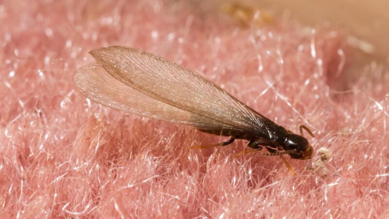 Why Are Flying Termites Attracted to Light