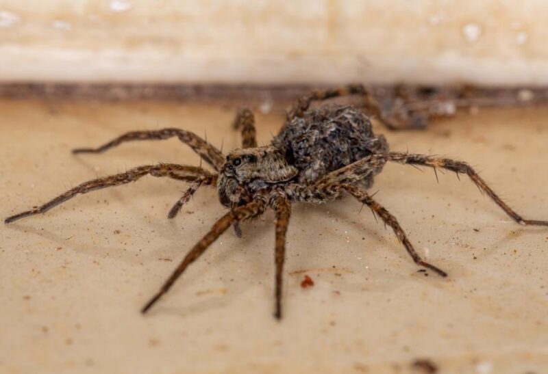 Wolf Spiders vs. Brown Recluse Spiders