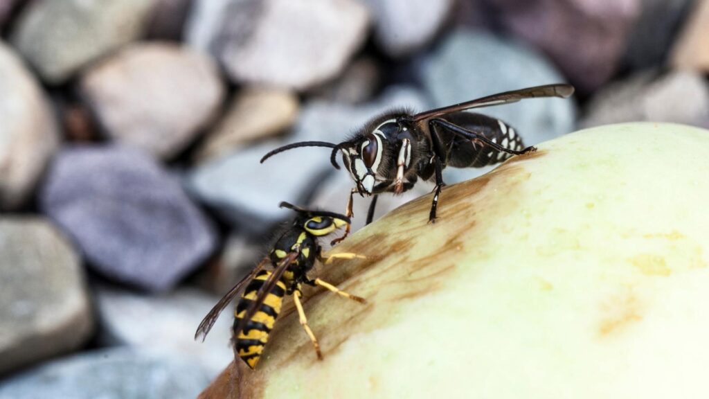Are Bald-Faced Hornets the Same as Paper Wasps