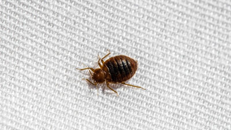 Bed Bug Droppings