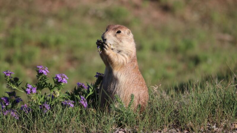 Can Groundhogs Damage House