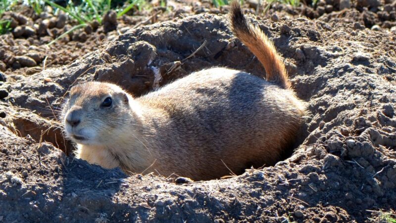 How Deep Is a Groundhog Burrow