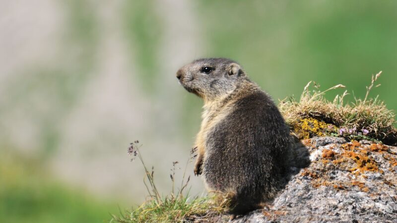 How Long Does a Groundhog Live