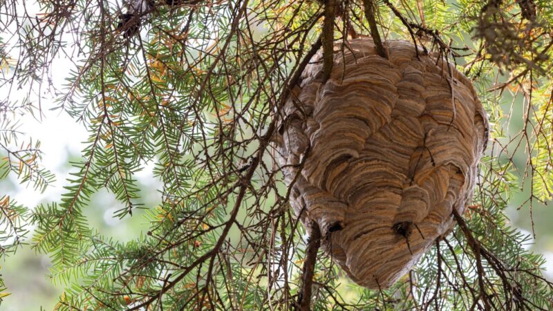 Should I Remove a Bald-Faced Hornet Nest
