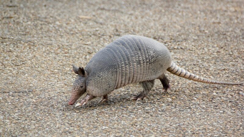 What Are Armadillos