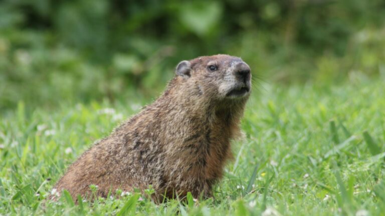 How to Get Rid of Groundhogs? | Control Guide - peSTopped