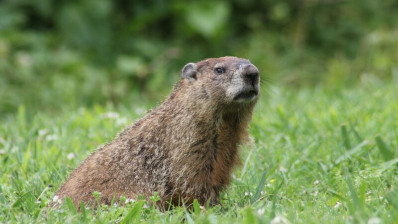 What Are Groundhogs
