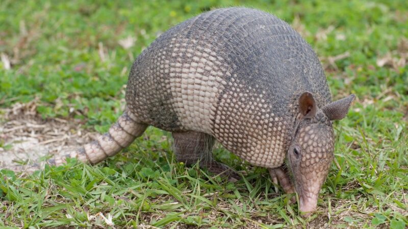 What Attracts Armadillos to Your Yard