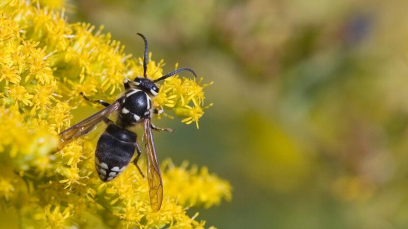 What Does a Bald Head Hornet Look Like