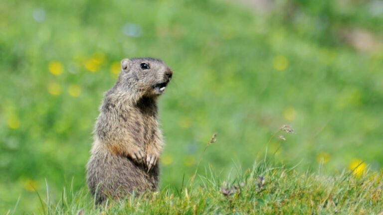 How to Get Rid of Groundhogs? | Control Guide - peSTopped