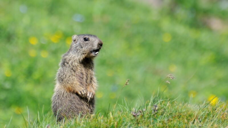 What Month Do Groundhogs Come Out