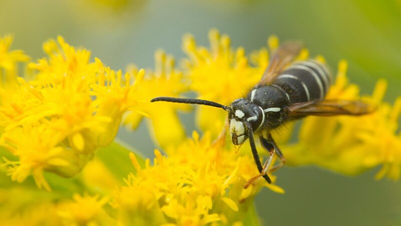 Where Are Bald-Faced Hornets Found