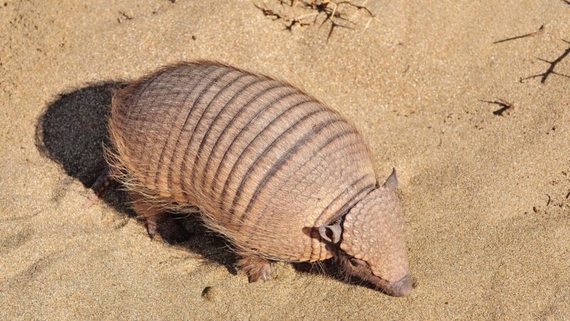 Where Do You Find Armadillos